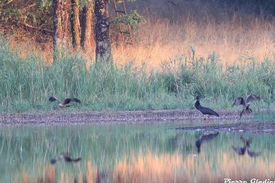 Cigogne noire