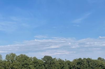 Cigogne noire