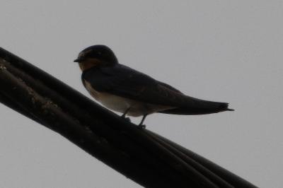 Hirondelle rustique