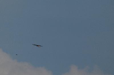 Buse variable