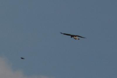 Buse variable
