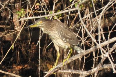 Nycticorax nycticorax