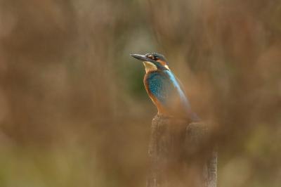 Alcedo atthis