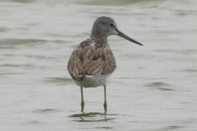 Tringa nebularia
