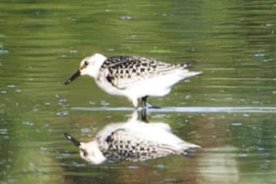 Calidris alba