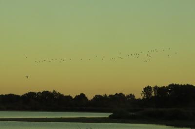 Canard colvert