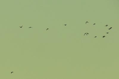Canard colvert
