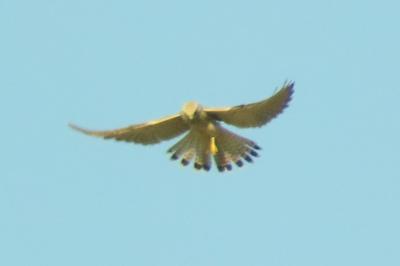 Faucon crécerelle