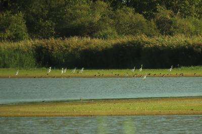 Grande Aigrette