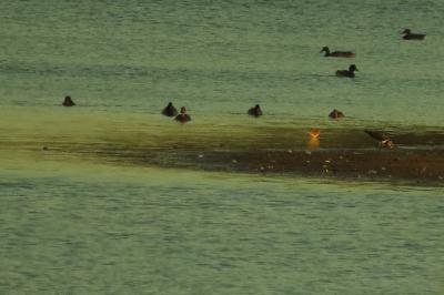 Canard colvert
