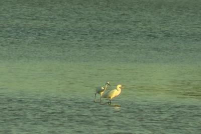 Aigrette garzette