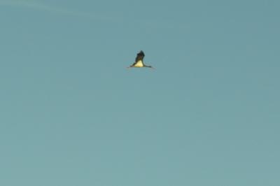 Cigogne noire