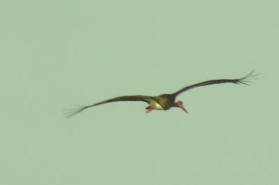 Cigogne noire