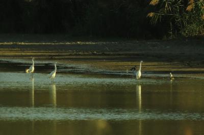 Aigrette garzette