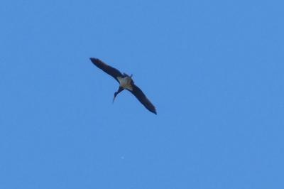 Cigogne noire