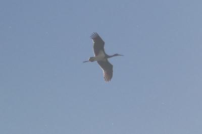 Cigogne noire