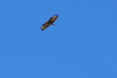 Buse variable