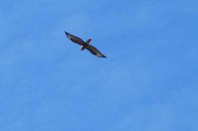 Buse variable