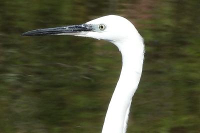 Egretta garzetta