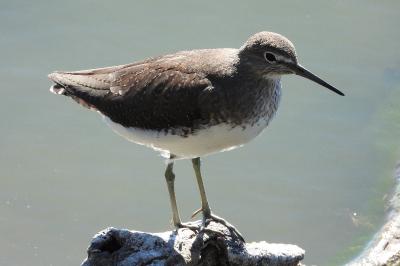 Tringa ochropus