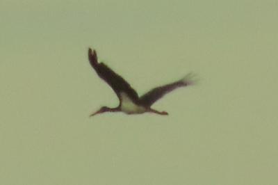 Cigogne noire