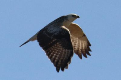 Buse variable