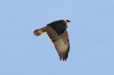 Buse variable