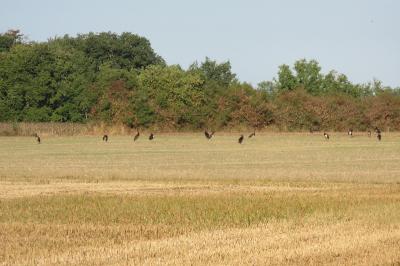 Cigogne noire