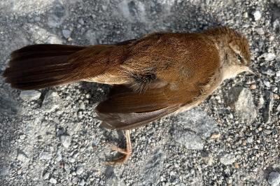 Bouscarle de Cetti