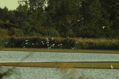 Grande Aigrette