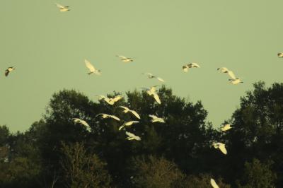 Grande Aigrette