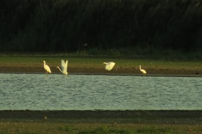 Grande Aigrette