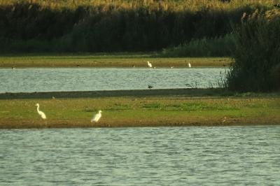 Aigrette garzette