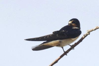 Hirondelle rustique