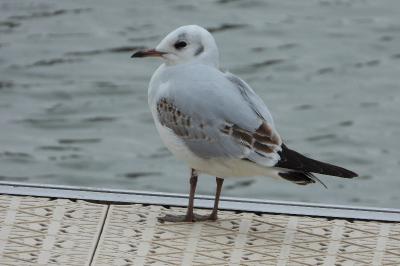 Mouette rieuse