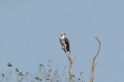 Balbuzard pêcheur
