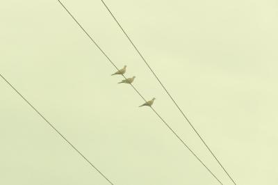 Tourterelle turque