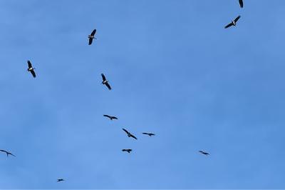 Cigogne noire
