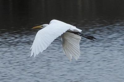 Grande Aigrette