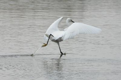 Aigrette garzette