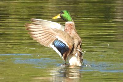 Canard colvert