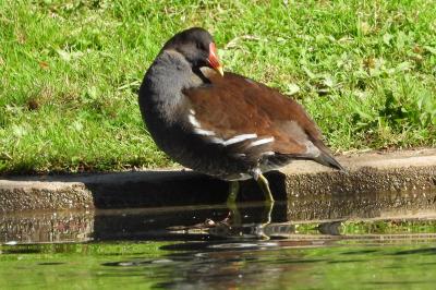Poule-d'eau