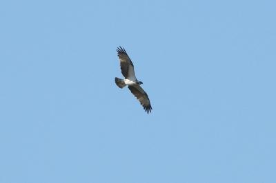 Balbuzard pêcheur