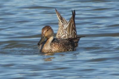 Canard pilet