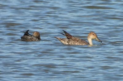 Canard pilet