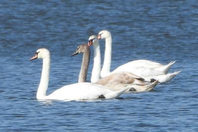 Cygne tuberculé
