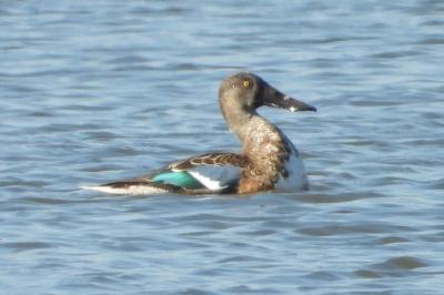 Canard souchet