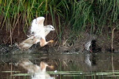 Buse variable