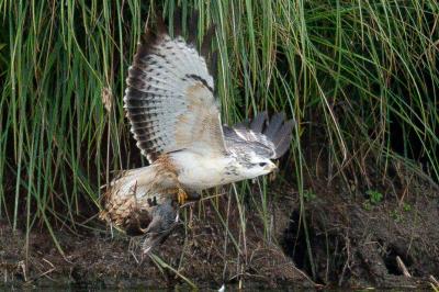 Buse variable