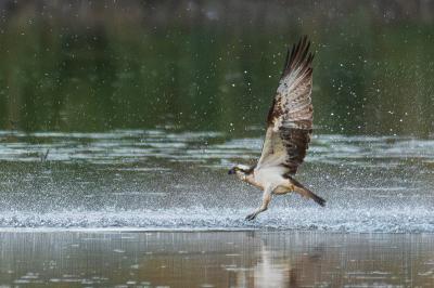 Balbuzard pêcheur